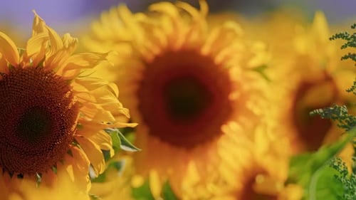 4K Sunflowers Field