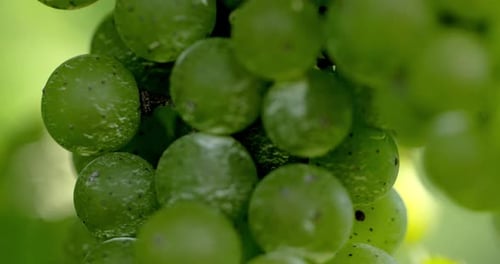 Raisins sur la vigne, agriculture viticole