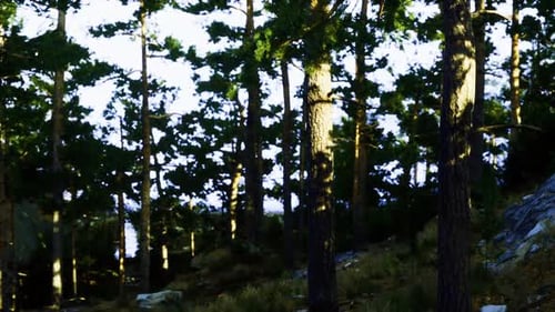 Dense Pine Woods Highlighted with Dramatic Lighting and Shadows