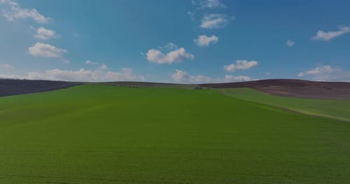 Aerial dolly shot vibrant green agricultural fields blue sky at the horizon, in the countryside on a
