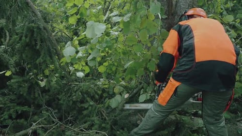 Forest Debris Female Logger in the Forest Specialist in Protective Gear Cuts a Tree Branches with a