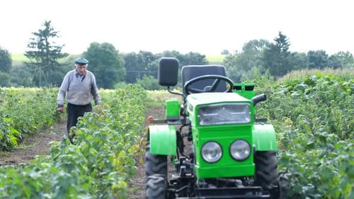 The Old Grandfather is Engaged in Gardening in the Garden He Uses a Mini Tractor to Cultivate the