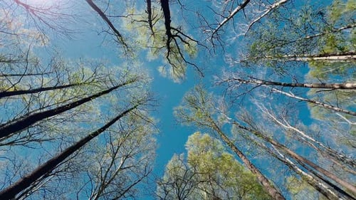High Quality Bottom Circular Footage of Trees in Spring Park Tops of Trees of White Trunks of Trees