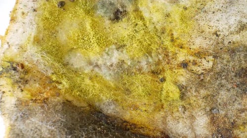 Ein Schimmel und ein Pilz, der auf einem Stück Brot wächst.