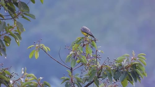Yellow Bird Takes Flight from a Tree Branch