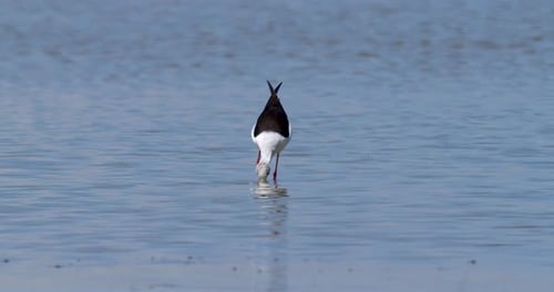Langsamer Stelzenläufer mit schwarzen Flügeln