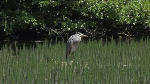 Grey Heron, Ardea cinerea. June British Isles.