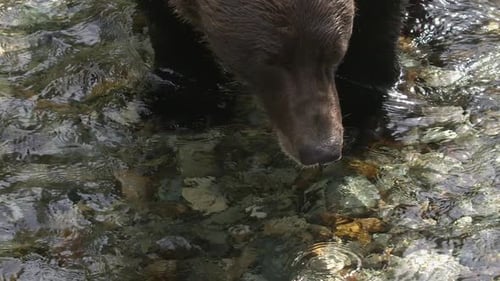 Close-up high angle: Face of big brown bear in stream looks at camera