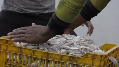 Fresh Fish in the Hands - A Day at the Market