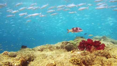 Coral reef, sea and nature for fish by underwater, swimming or tropical ecology with sustainable