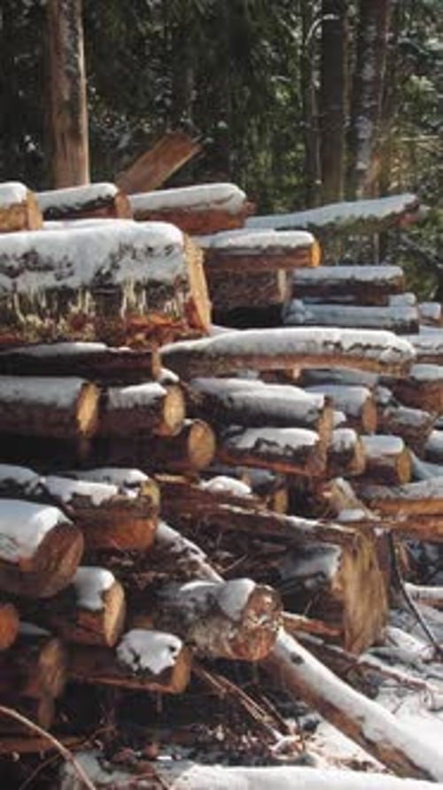 Vertical Shot of a Large Pile of Chopped Wood Logs Covered with White Snow in a Sunny Forest