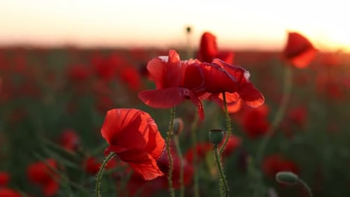 Schöne rote Mohnblumen, die bei Sonnenuntergang im Feld blühen, Nahaufnahme