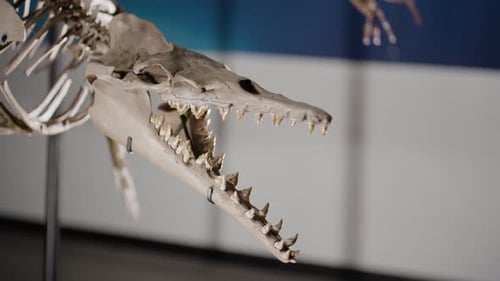 Basilosaurus dinosaur skeleton on display panning close up