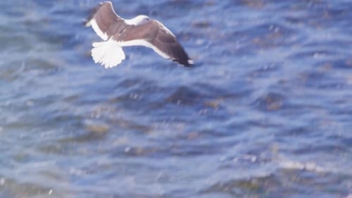 Möwe nimmt am Strand eine Muschel in seinem Schnabel in die Luft und lässt sie fallen, um sie zu zerbrechen und zu landen
