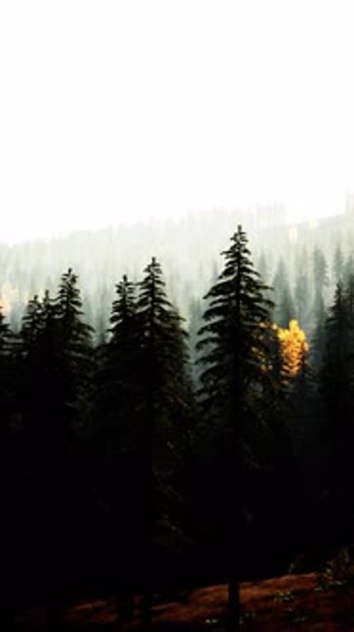 Vertical View of Foggy Mountains