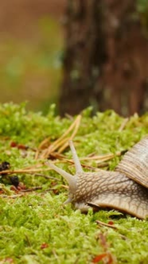 Vertikales Video zur Schnecke, die auf einem leuchtend grünen Moosbaum im Hintergrund krabbelt