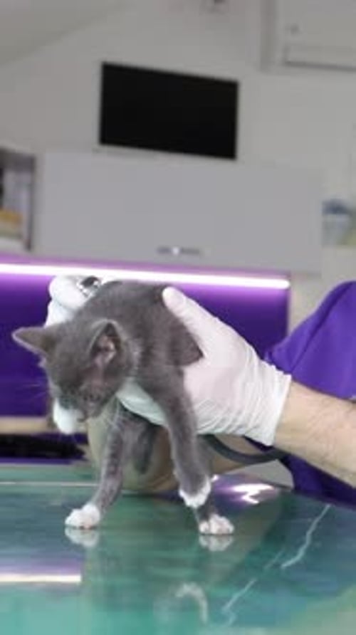 Veterinarian Examining Gray Kitten in Clinic