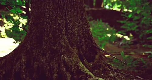Majestic Tree Trunk Captured in Sunlight Filtering Through Forest Canopy