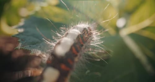 A Caterpillar Enjoys a Garden Plant