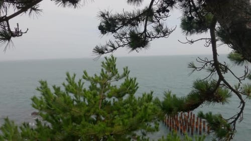 A trucking camera movement along green pine trees, metal pillars in the sea, and rocky cliffside oce