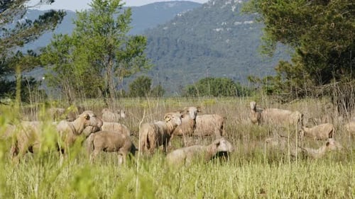 Rebanho de ovelhas pastando pacificamente em um prado ensolarado cercado por colinas