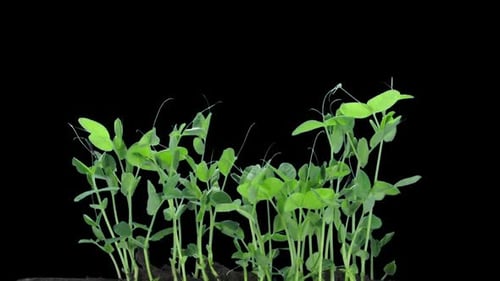 Timelapse of Pea Shoots Germinating and Growing