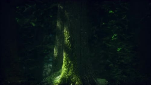 Tree Roots and Sunshine in a Green Forest
