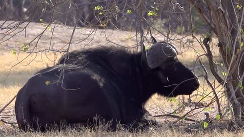 Cape Buffalo Resting, Africa