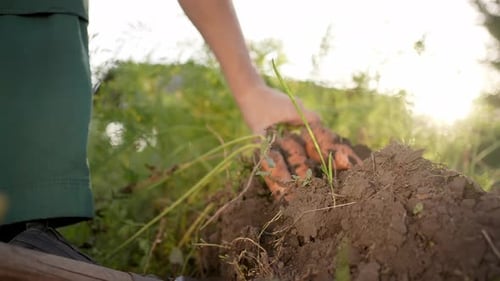Farmer Man Hands Harvesting Digging with a Shovel Carrots Soil at Field Sunset Harvesting Farming