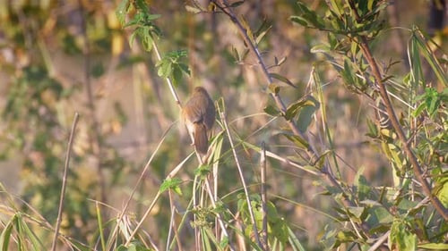 Cisticola auf Baum, Victoriafälle, Afrika