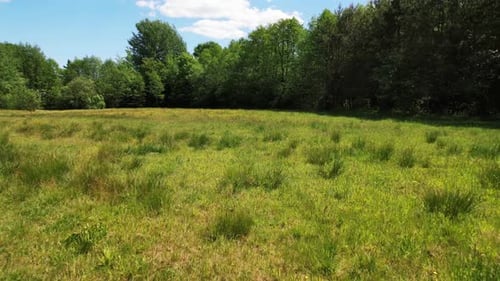 Wild nature green field, meadow for animals.