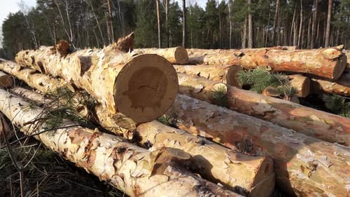 Gros plan d'arbres de forêt de conifères fraîchement coupés et planage de rondins de pin sciés