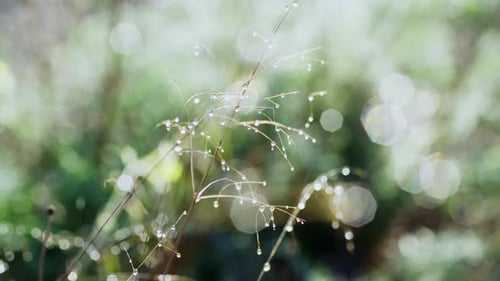 Delicate Grass Blades Adorned with Water Droplets