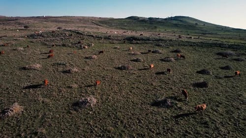 A herd of cows in the wild Drone Shot 4k On the Green Mountains