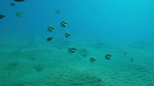 School of Bannerfish swim in water over sandy bottom