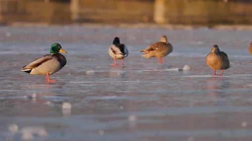 Ducks Standing on Partially Frozen Lake in Winter