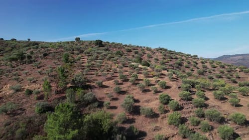 Olive Trees on Mountain