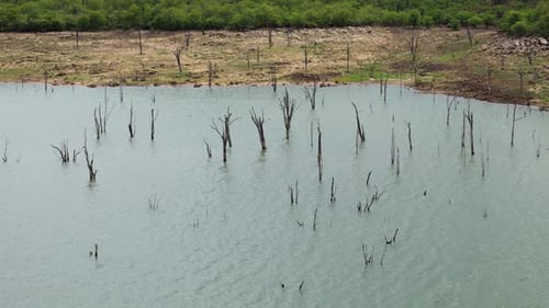 Drone clip of calm river with dead tree stumps