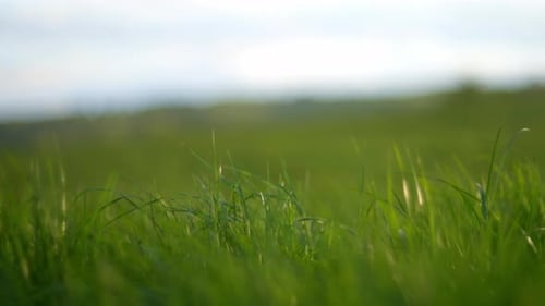 Nahaufnahme von frischem grünem Gras auf einer Wiese, die die natürliche Schönheit der Landschaft im Freien hervorhebt