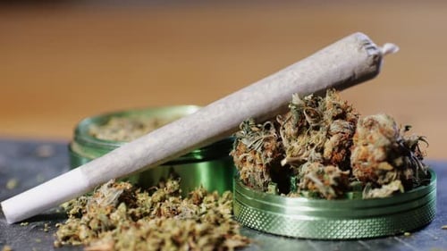 Medical Marijuana Bud Flowers of Cannabis with Big Joint and Grinder and Shredded Cannabis THC CBD