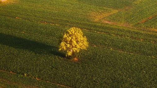 Solitary Tree in a Lush Green Field 4K