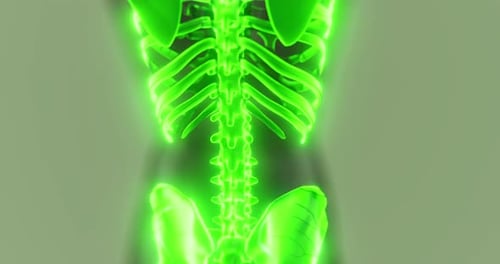 Detailed Representation of Human Skeletal Anatomy in Vibrant Green Colors