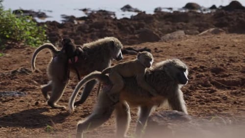 Des babouins et des oursons en Afrique