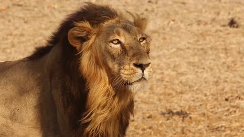 Nature & Wildlife : Lion