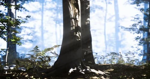 Morning Light Filtering Through Trees in a Serene Forest Setting