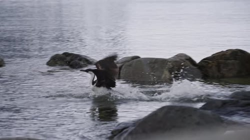 Pelúcia antártica pulando na água na Antártica