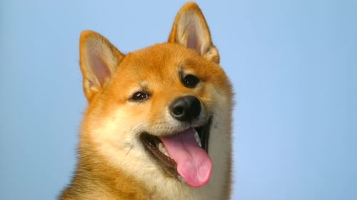 Close up of Shiba Inu Dog Panting