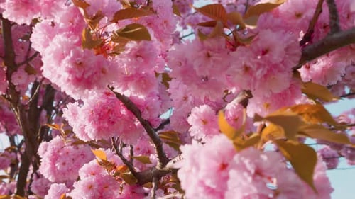 Pink flowers on the tree of flowering Sakura. Cherry blossom in spring.