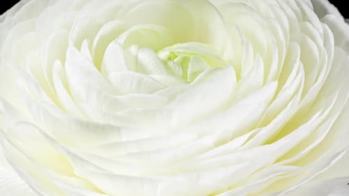 White Ranunculus Flower Blooming in Time Lapse