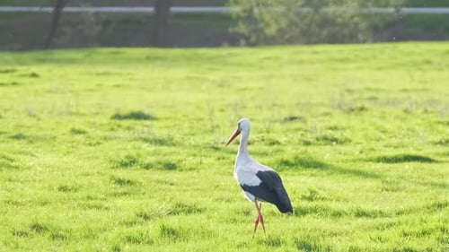 Schwarzweißer Wildstorchvogel spaziert auf grüner Weide auf der Suche nach Nahrung